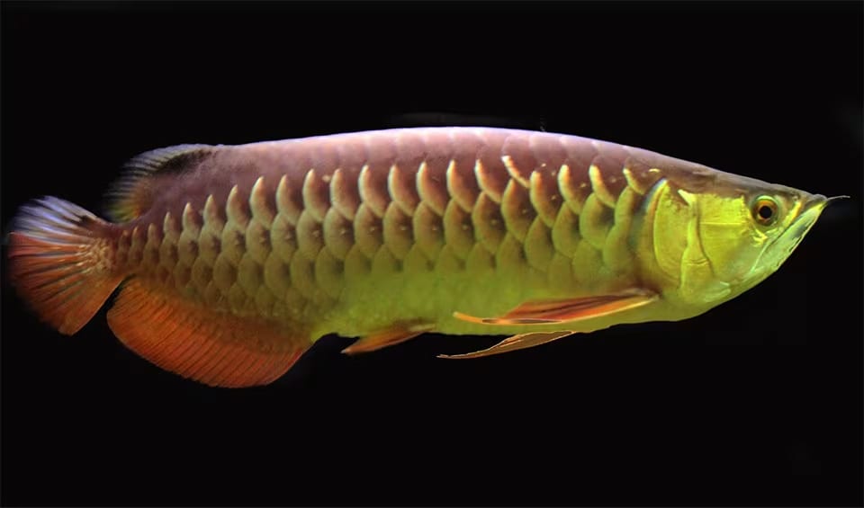 Asian arowana facts, distribution & population | BioDB